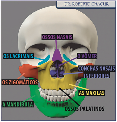 anatomia ossea face