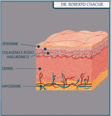 anatomia pele