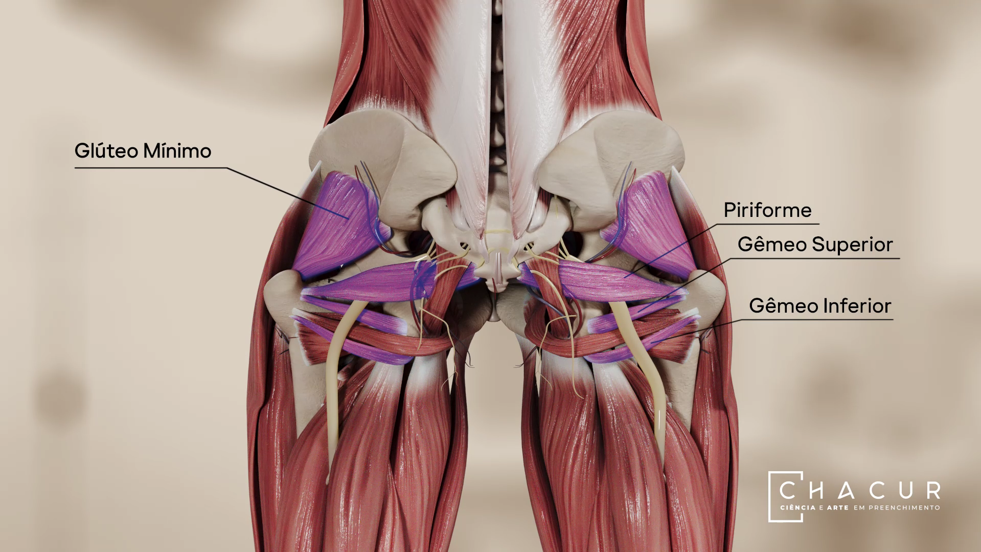 Representação anatômica da região glútea destacando os músculos glúteo mínimo, piriforme, gêmeo superior e gêmeo inferior.